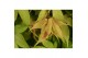 Acer palmatum osakazuki extra kwaliteit 