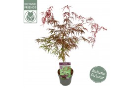 Acer palmatum inaba shidare extra kwaliteit