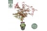 Acer palmatum inaba shidare extra kwaliteit