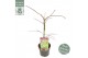 Acer palmatum inaba shidare extra kwaliteit 