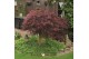 Acer palmatum inaba shidare extra kwaliteit 