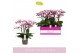 Phalaenopsis multiflora roze Bellissimo Angelo 100 bl. 4 tak/plnt 2000 