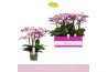 Phalaenopsis multiflora roze Bellissimo Angelo 100 bl. 4 tak/plnt 2000