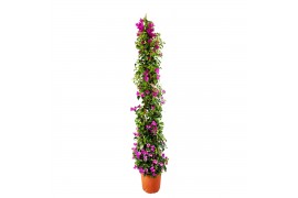 Bougainvillea sanderiana Glabra