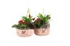 Arrangementen kamerplanten 21591: Valentines day arrangement 3 pp