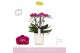 Phalaenopsis multiflora bellissimo amore paars 4 tak in wit umbrie aqu 