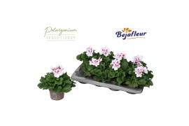 Pelargonium grandiflorum Belinda 3 bl.