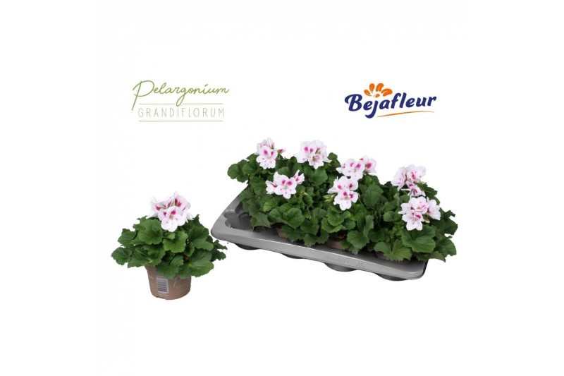 Pelargonium grandiflorum Belinda 3 bl. 