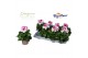 Pelargonium grandiflorum bravo Bravo 3 bl. 
