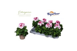 Pelargonium grandiflorum bravo Bravo 3 bl.