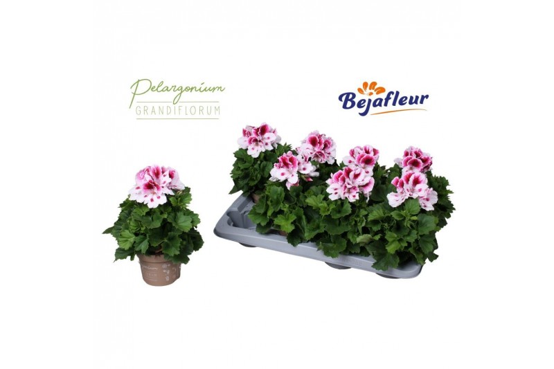 Pelargonium grandiflorum bravo Bravo 3 bl. 