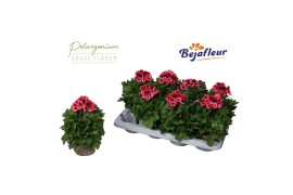 Pelargonium grandiflorum elegance kate Kate 3 bl.