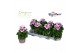 Pelargonium grandiflorum Emma 3 bl. 