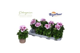 Pelargonium grandiflorum Emma 3 bl.