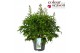 Delphinium (elatum grp) delgenius breezin Delphinium Delgenius Breezin 