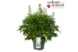 Delphinium (elatum grp) delgenius breezin Delphinium Delgenius Breezin