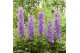 Delphinium (elatum grp) delgenius breezin Delphinium Delgenius Breezin 
