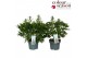 Delphinium Delphinium DelGenius mix P23 