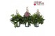 Delphinium Delphinium DelGenius mix P23 