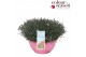 Dianthus Dianthus Mountain Frost Ruby Snow P30 40 bl. 