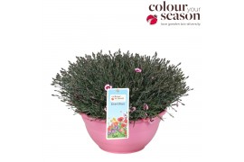 Dianthus Dianthus Mountain Frost Ruby Snow P30 40 bl.
