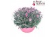 Dianthus Dianthus Mountain Frost Ruby Snow P30 40 bl. 