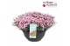 Dianthus Dianthus Mountain Frost Ruby Snow P30 40 bl. 