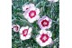 Dianthus Dianthus Mountain Frost Ruby Snow P30 40 bl. 