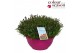 Dianthus Picture Perfect Dianthus Picture Perfect P30 40 bl. 