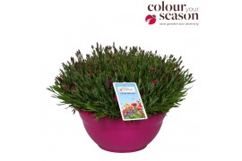 Dianthus Picture Perfect Dianthus Picture Perfect P30 40 bl.