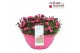 Dianthus Picture Perfect Dianthus Picture Perfect P30 40 bl. 