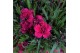 Dianthus Picture Perfect Dianthus Picture Perfect P30 40 bl. 