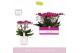 Phalaenopsis multiflora paars Bellissimo Amore in Molise White Aquo 10 