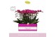 Phalaenopsis multiflora paars Bellissimo Amore in Molise White Aquo 10 