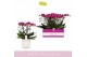 Phalaenopsis multiflora paars Bellissimo Amore in Lazio White 100 bl.  