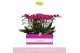 Phalaenopsis multiflora paars Bellissimo Amore in Lazio White 100 bl.  