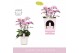 Phalaenopsis multiflora roze Bellissimo Angelo in Molise White Aquo Gi 