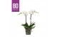 Phalaenopsis wit BO - Funda White - 2 tak ,18+ bloem 