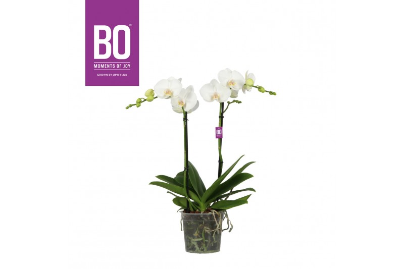 Phalaenopsis wit BO - Funda White - 2 tak ,18+ bloem Phalaenopsis wit BO - Funda White - 2 tak ,18+ bloem