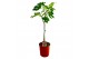 Ficus carica 