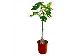 Ficus carica