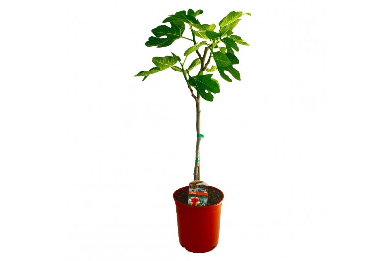 Ficus carica 