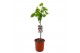 Ficus carica 