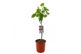 Ficus carica