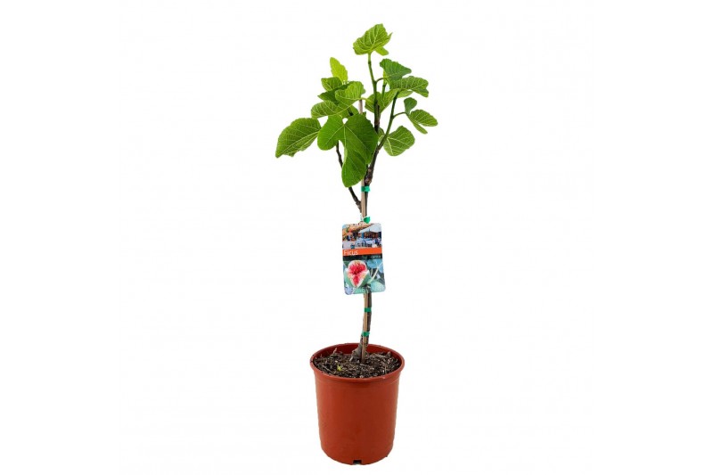 Ficus carica 