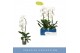 Phalaenopsis fontano wealth wit 1 tak cascade 