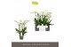 Phalaenopsis wit Impresso Mathilde - 4 tak, 40+ bloem 