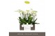 Phalaenopsis wit Impresso Mathilde - 4 tak, 40+ bloem 