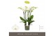 Phalaenopsis wit Impresso Mathilde - 4 tak, 40+ bloem 