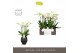 Phalaenopsis wit Impresso Mathilde - 4 tak, 40+ bloem - Abruzzo Black  